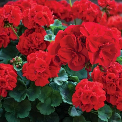 Pelargonium 'Grandeur® Dark Royal Red' - Pelargoon 'Grandeur® Dark Royal Red' P9/0,55L 